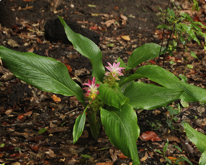 Medicinal Plants Of The Bashakill